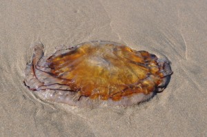 jelly fish